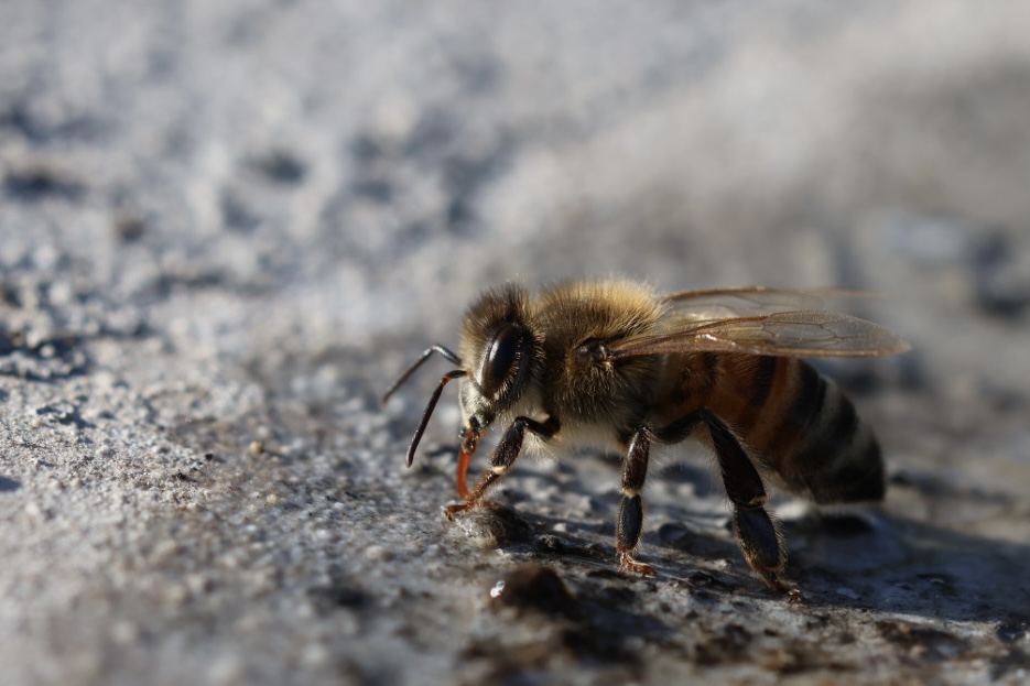 Honey bee drinking from a damp surface